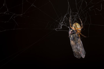 Spider eating fly caught in the net with black background