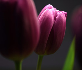 Tulpe(n)