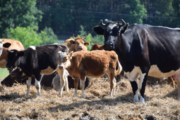 Cow on a pasture in the countryside