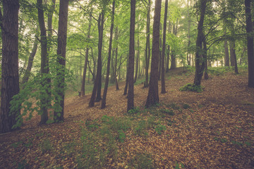 Magic foggy forest. Beautiful sunrise in morning forest