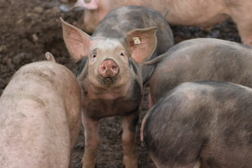 Ein Schweineleben