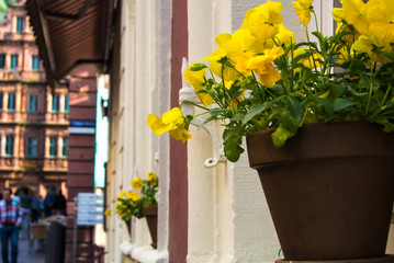Fototapeta na wymiar A pot with yellow pansies at the window sill of an old house at old town of Heidelberg, Germany.
