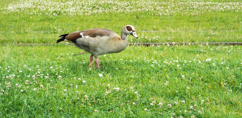 A wild duck at the street of Frankfurt eating grass, Germany.