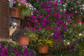 Cane pazzo e buffo affacciato dal balcone fiorito