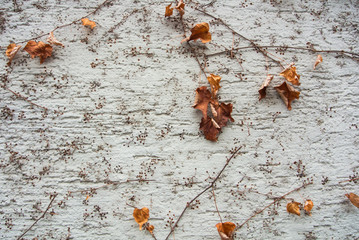 A background with brown dry grape branches and leaves rising on a white rough painted wall, Walldorf, Germany.