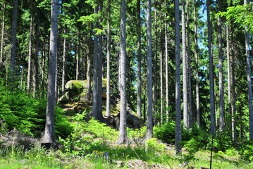 Las w Sudetach