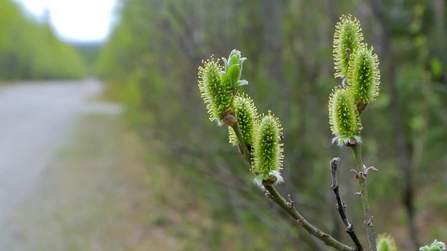 Branch with flowers of willow on the background of a forest road. The ant crawls along the flower. Apatity, Murmansk region, Kola Peninsula, Russia.