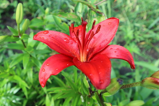 Fototapeta Hybrid lily red flower wiyh water drops