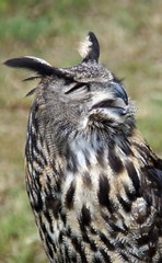 Uhu (Bubo bubo)