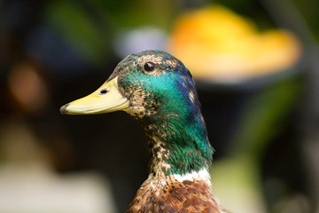 Wild duck portrait