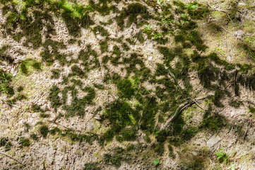 Shadow leaf branch tree texture on  soil ground