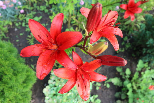 Fototapeta Hybrid lily red flowers wiyh water drops