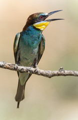 Merops apiaster