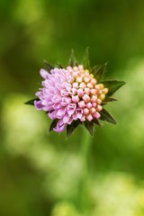 Knautia arvensis