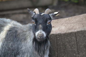 Fototapeta premium Animal