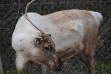 Fototapeta premium Animal