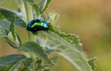 Green bug 