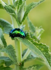 Green bug