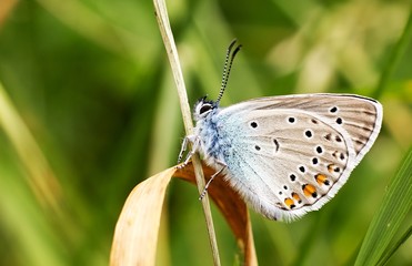 Polyommatus
