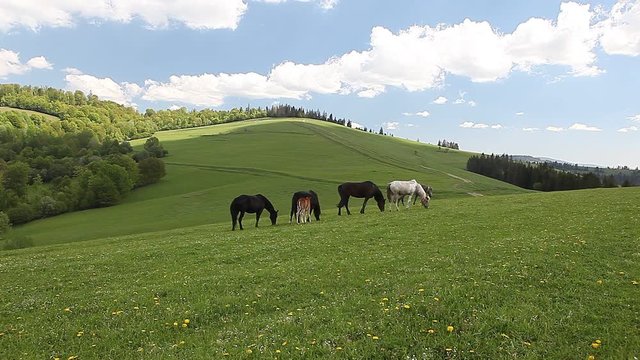 Group of horses running free in green mountain pasture meadow