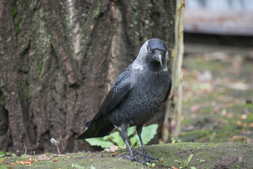 daw walking in the park