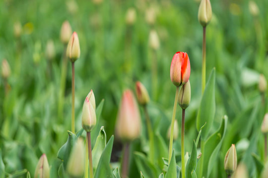 red bud of a tulip blossom in a spring garden