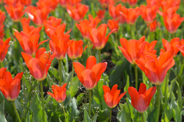 many red tulips blossom in a spring garden