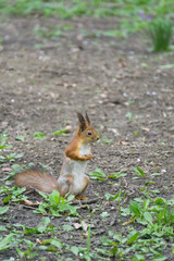 Naklejka na ściany i meble squirrel standing on hind legs in a ground