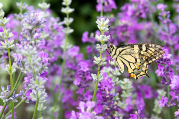 Beautiful butterfly on lavender