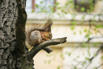 red squirrel sits on a tree branch in the city park