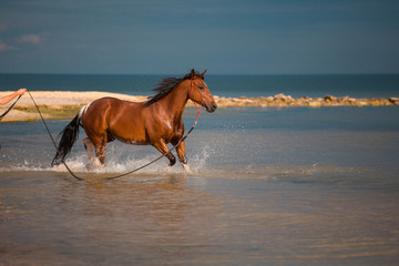 Red horse runs in the water of the blue sea