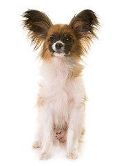 puppy papillon dog in studio