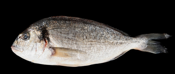 Dorade gilthead bream isolated on black