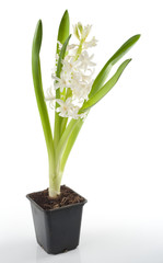 White hyacinth isolated on white background
