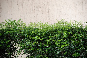 parede e folhas verdes