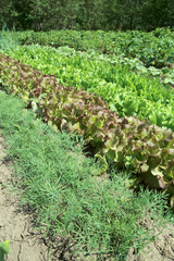 Fototapeta na wymiar Rows of fresh lettuce