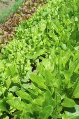 Rows of fresh lettuce