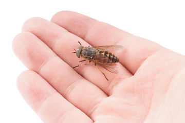 Obraz premium Live horsefly sitting on palm isolated on white
