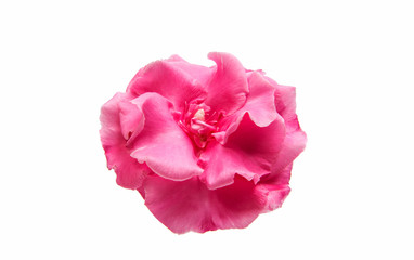 Pink oleander flower isolated