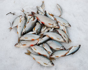 Fresh catch - a lot of fish on snow