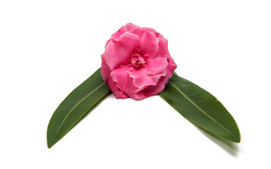 Pink oleander flower isolated