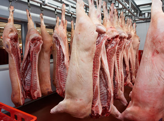 Pig carcasses cut in half in slaughtergouse