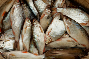 A lot of small fish, close-up