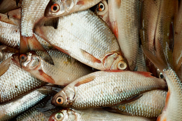 A lot of small fish, close-up