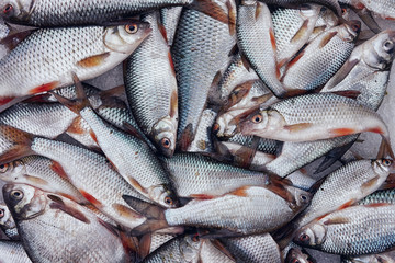 A lot of small fish, close-up, toned