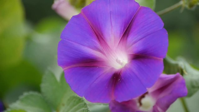 morning glory in lush wild leaves.agriculture farmland at rural.