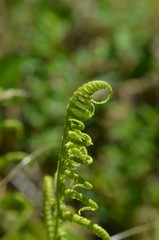 Fougère