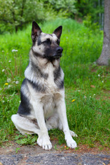 dog black and grey color sitting on the grass