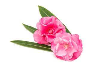Pink oleander flower isolated