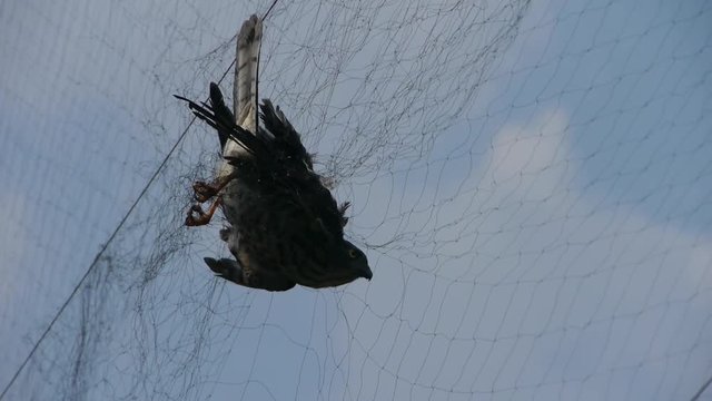 Bird trapped in net,struggling to die in blue sky like fail loser.destruction of ecological balance.